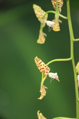 いつか飛び立つ
