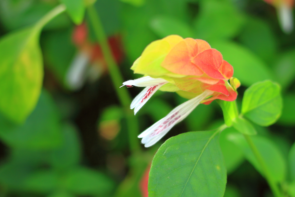 楽園のおしゃべり
