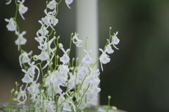 うさぎのダンス