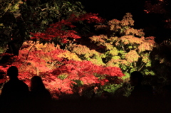 永観堂　ライトアップ