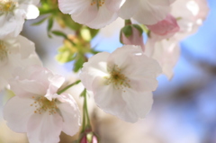 スイートメモリーズ