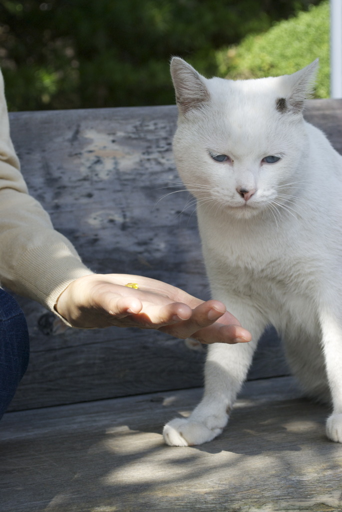 高野山の猫ちゃん