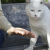 高野山の猫ちゃん