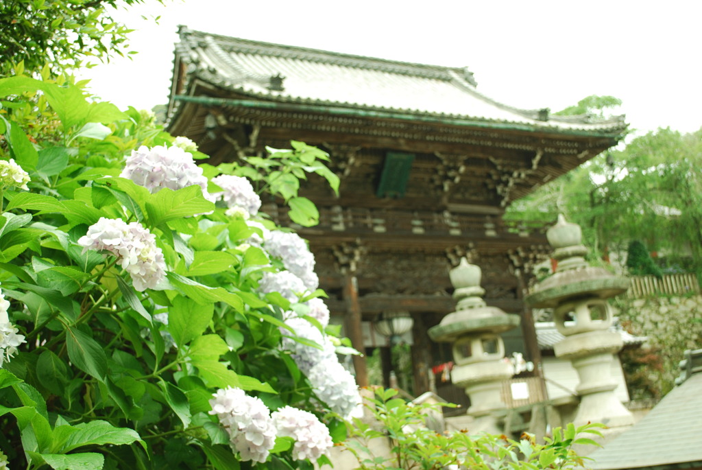またね　長谷寺