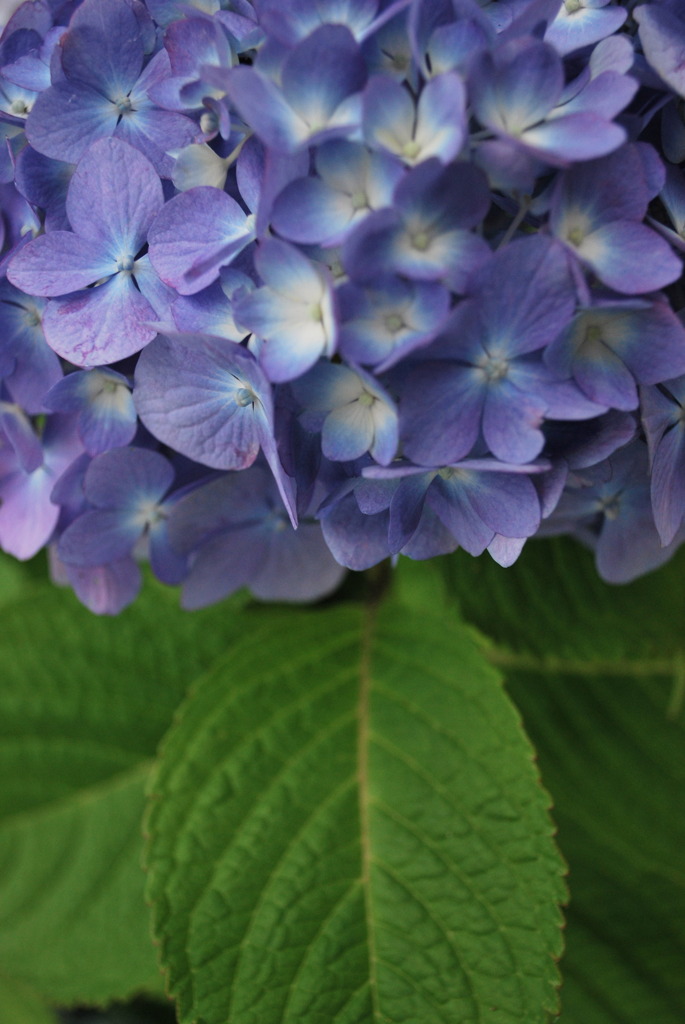 紫陽花