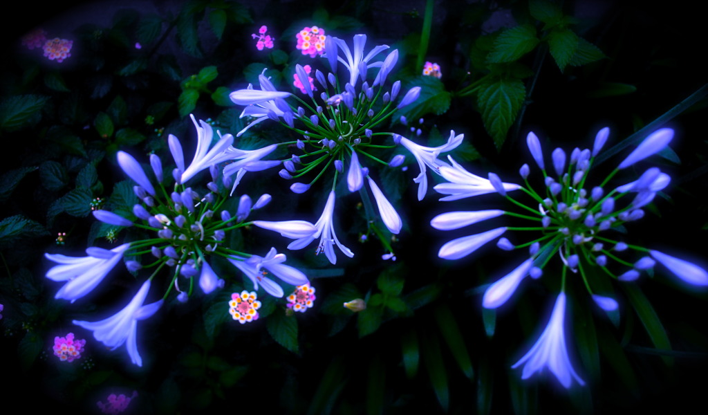 花花火