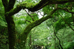 長谷寺　緑の回廊