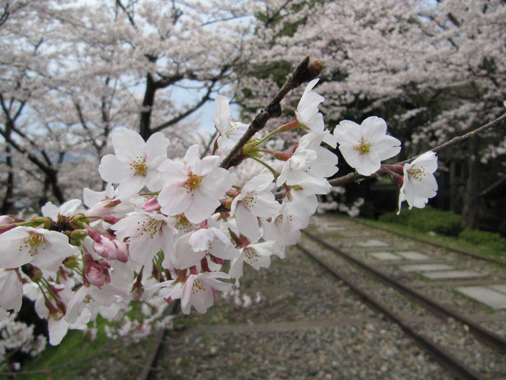 廃線の桜並木