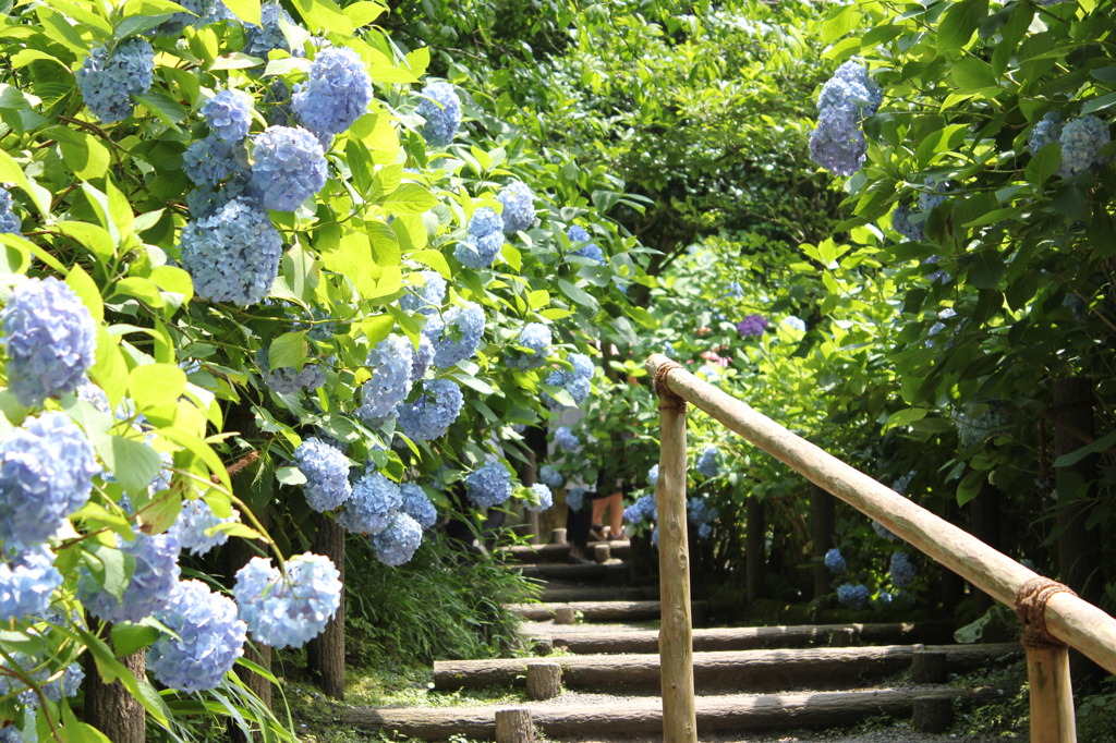 紫陽花