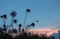 夕方
