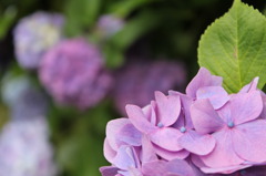 紫陽花