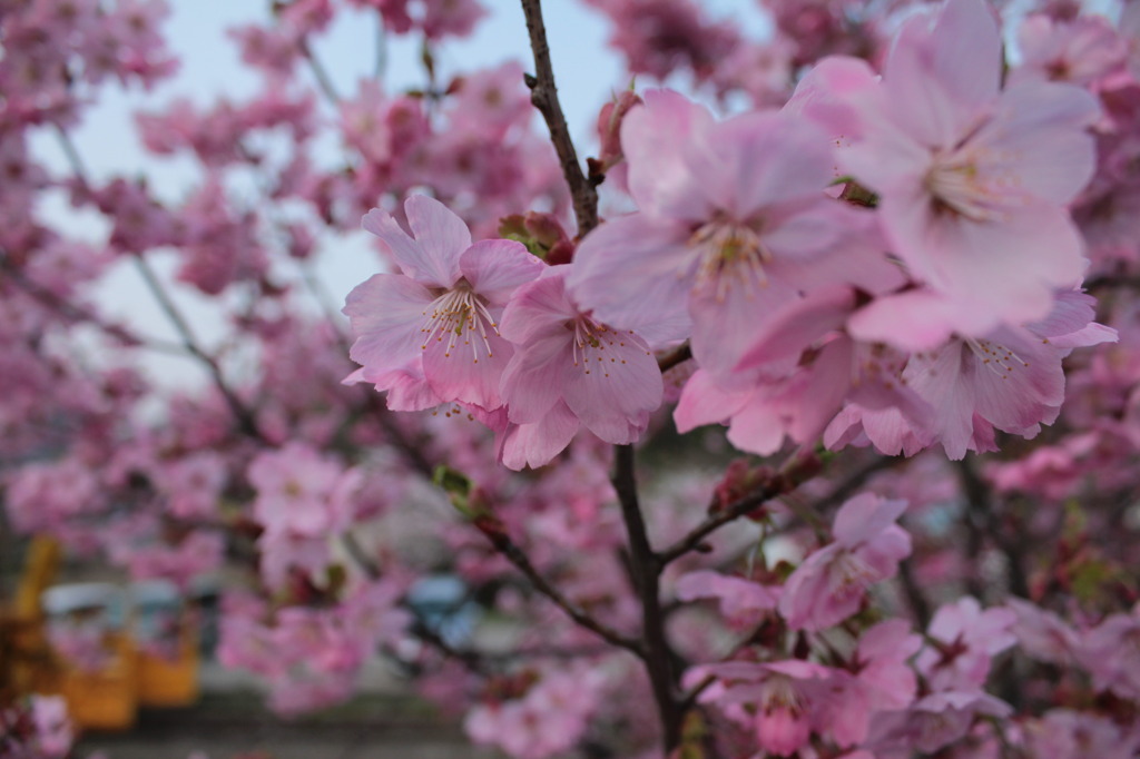 花の舞