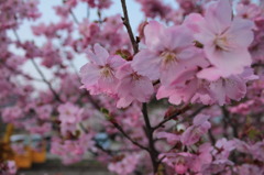 花の舞