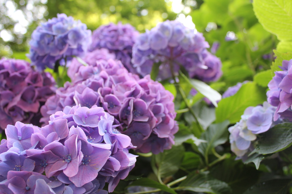 6月の花園
