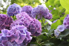 6月の花園
