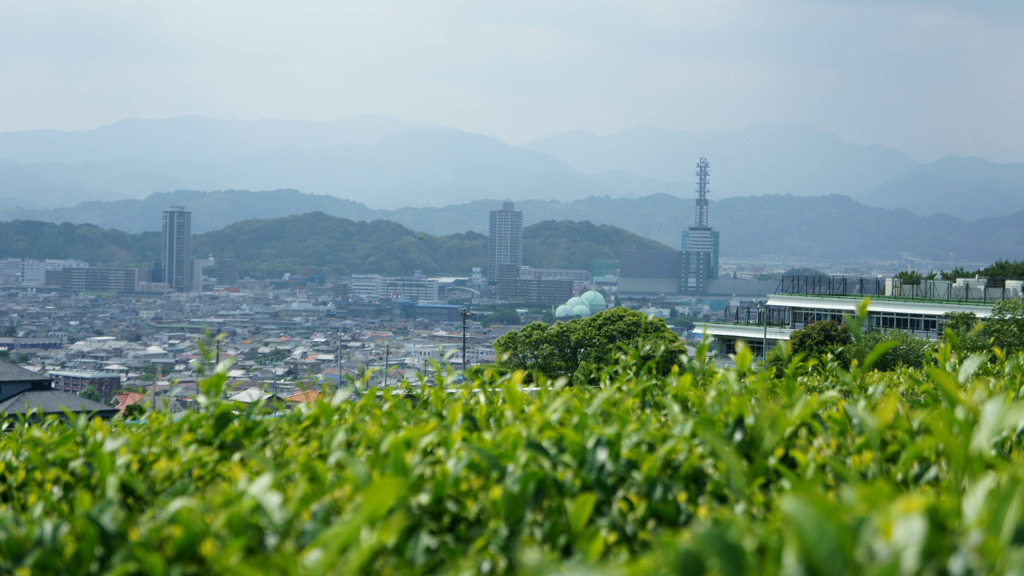 お茶畑ございます