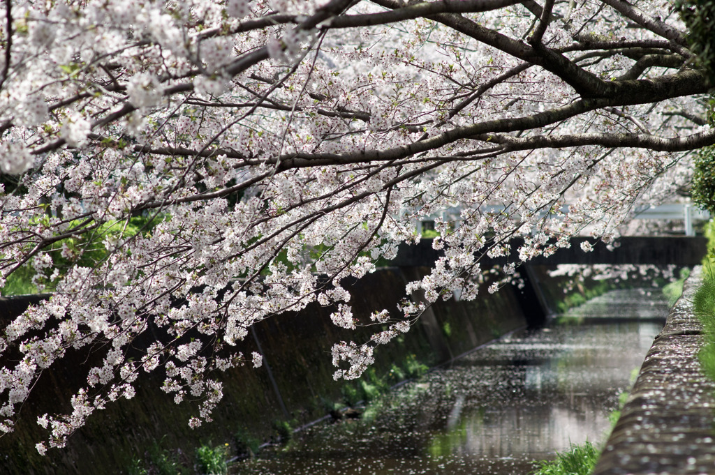 桜水路