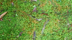 苔が生すまで