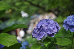 紫陽花