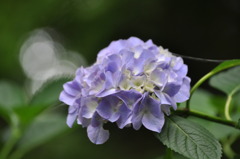 紫陽花