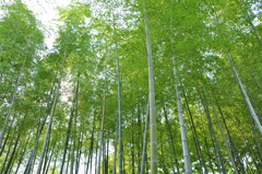新緑の竹林