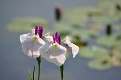 花菖蒲２