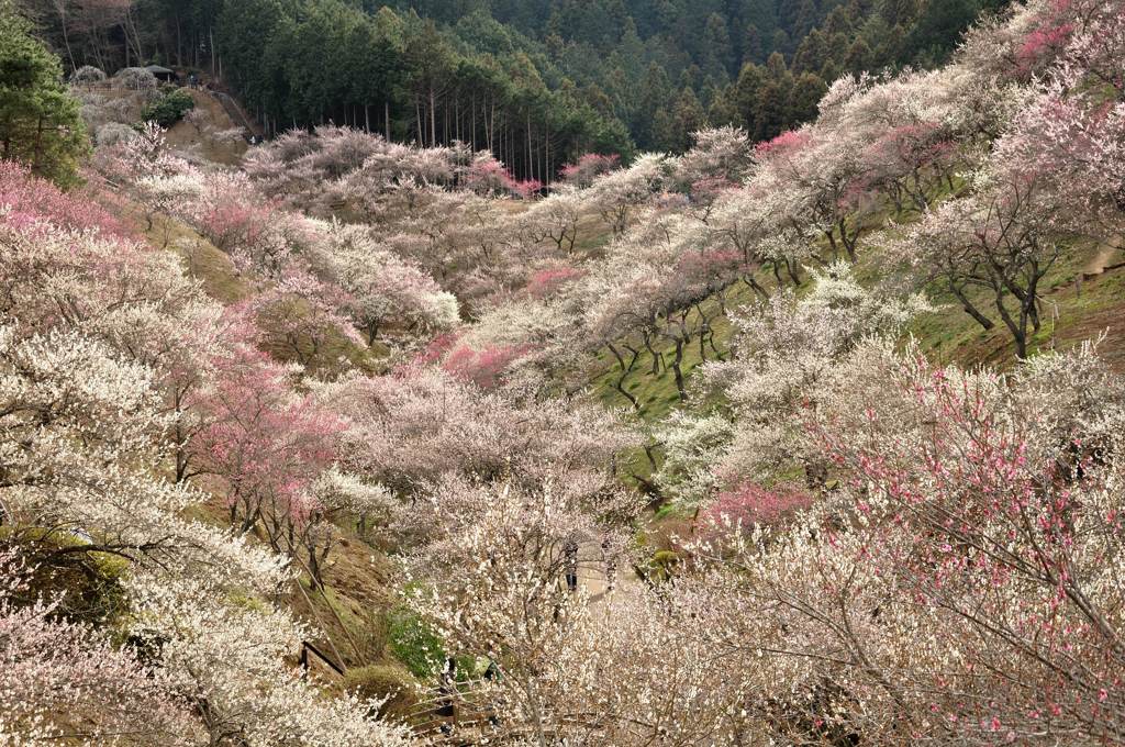青梅の梅