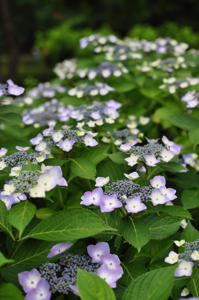 郷土の紫陽花