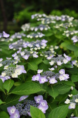 郷土の紫陽花