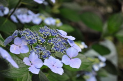 紫陽花
