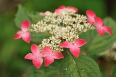 山紫陽花