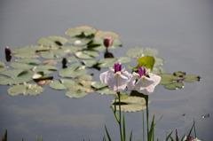 花菖蒲１