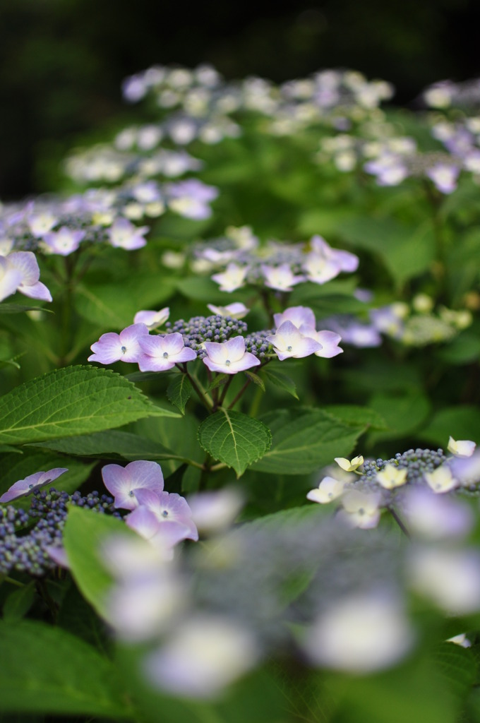 紫陽花