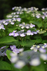 紫陽花