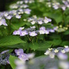 紫陽花