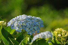 紫陽花（青）
