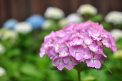 大輪の華