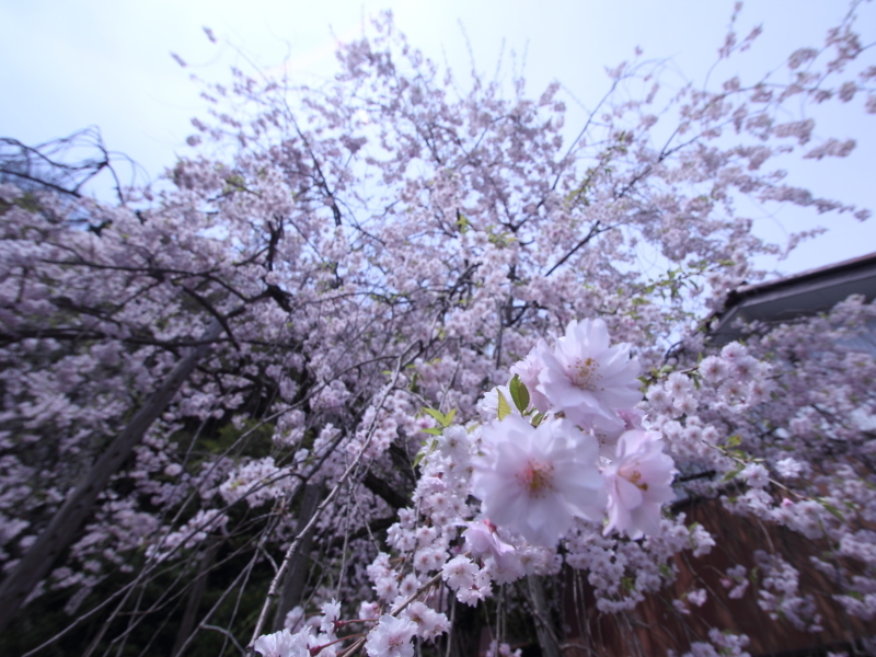 喜多家　しだれ桜2