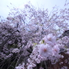 喜多家　しだれ桜2