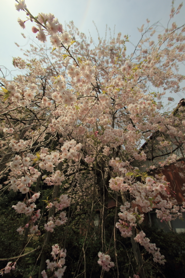 喜多家　しだれ桜３