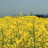 菜の花１