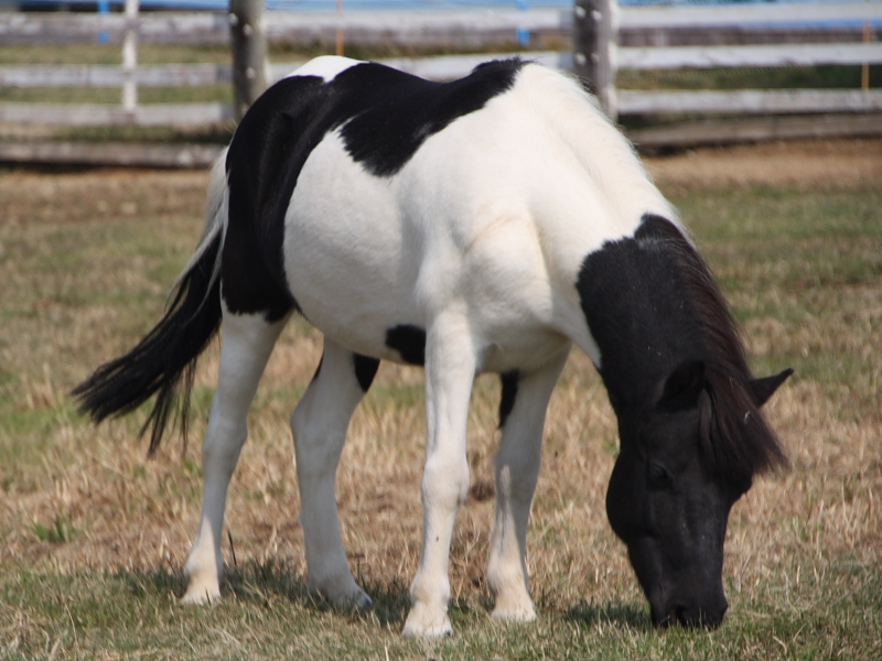 牛馬