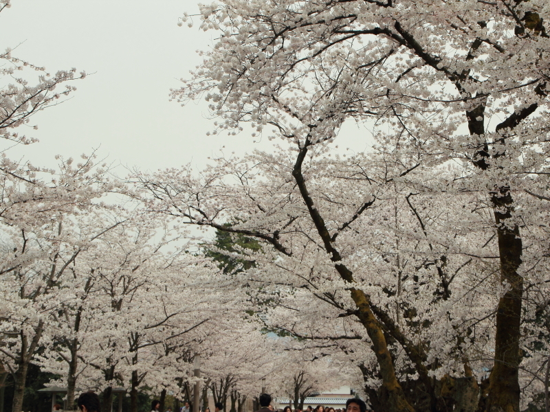 金沢城　桜