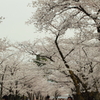金沢城　桜