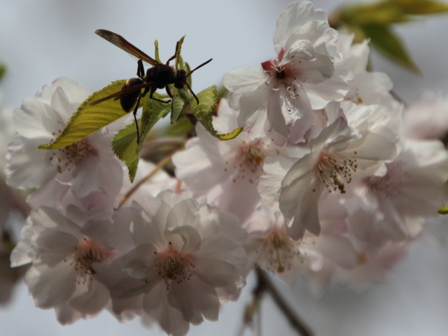 さくらと蜂