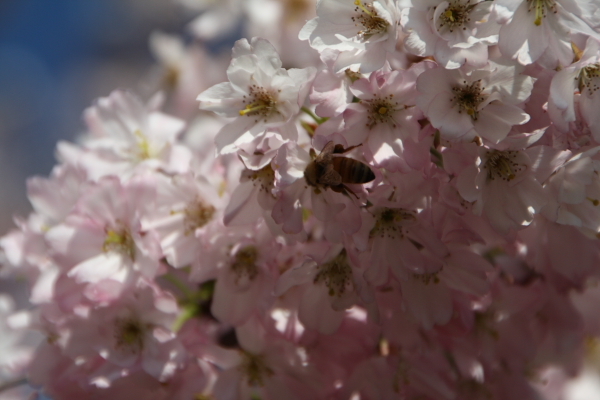 桜とミツバチ