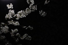 夜桜