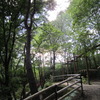 もりのなか