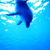 DIVE