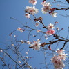 薄紅色